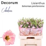 Lisianthus Si Bohemian Pink