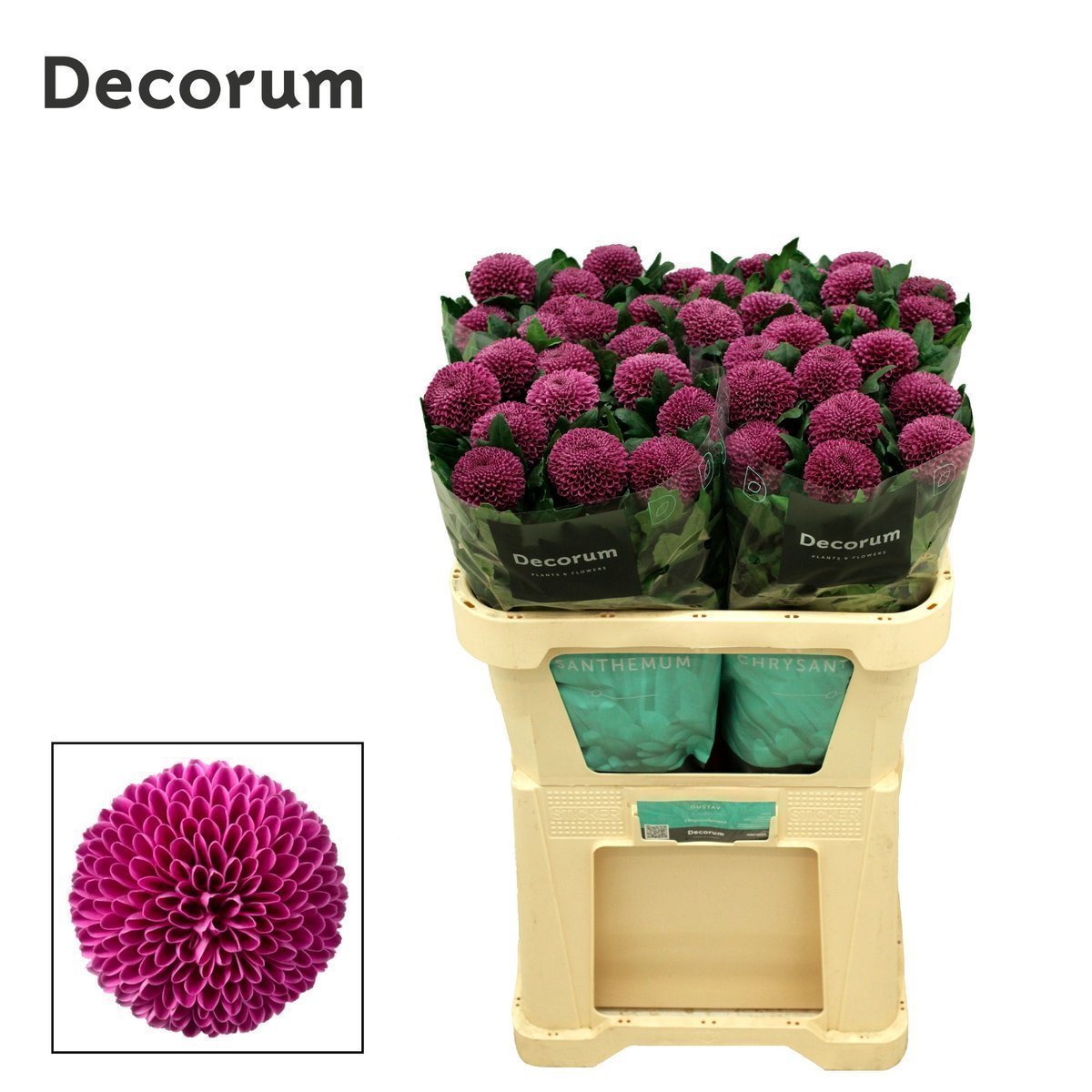 4018A2D07ABDC568675AE6C9C8402362AFB0E9B20BEA9E845B75A1AD432A213D.jpg Chrys Bl Roxo - immagine 1
