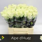 Rosa Large Alpe D'Huez