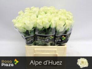 Rosa Large Alpe D'Huez