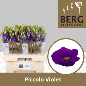 Lisianthus Si Piccolo Violet