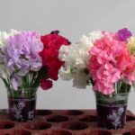 Lathyrus Od Mix In Bucket
