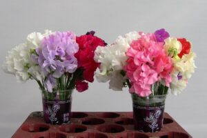Lathyrus Od Mix In Bucket