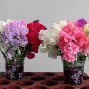 Lathyrus Od Mix In Bucket