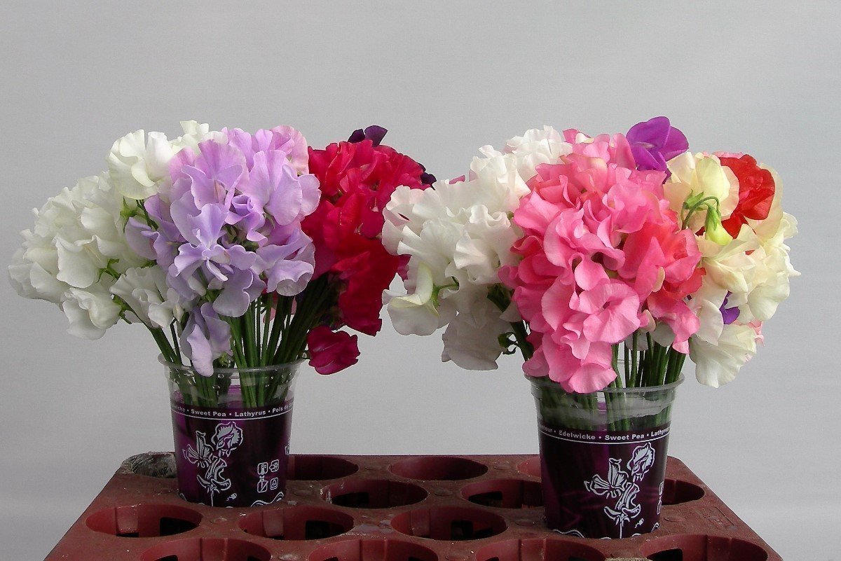 912A82BB5E7BFB6D05D24909AC7BFF8DB360AABA4D1C6ECB427A4A5AD8FCBF1D.jpg Lathyrus Od Mix In Bucket - immagine 1