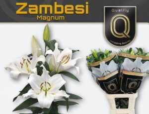 Lilium Or Zambesi