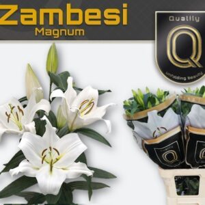 Lilium Or Zambesi