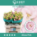 Lisianthus Do Alissa Pink