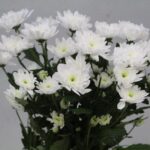 Chrys Sp Bonita