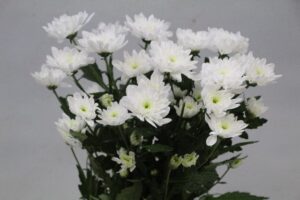 Chrys Sp Bonita