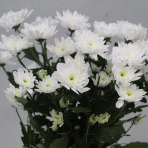 Chrys Sp Bonita