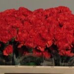 Dianthus St Tangelo