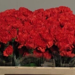 Dianthus St Tangelo