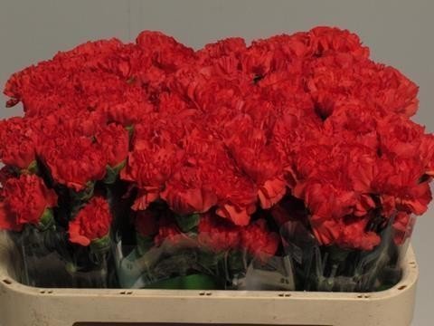 Dianthus20Tangelo.jpg Dianthus St Tangelo - immagine 1