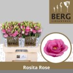 Lisianthus Do Rosita Pink