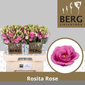 Lisianthus Do Rosita Pink