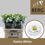 Lisianthus Do Rosita White