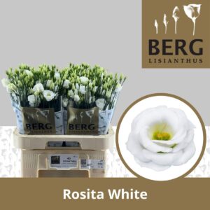 Lisianthus Do Rosita White
