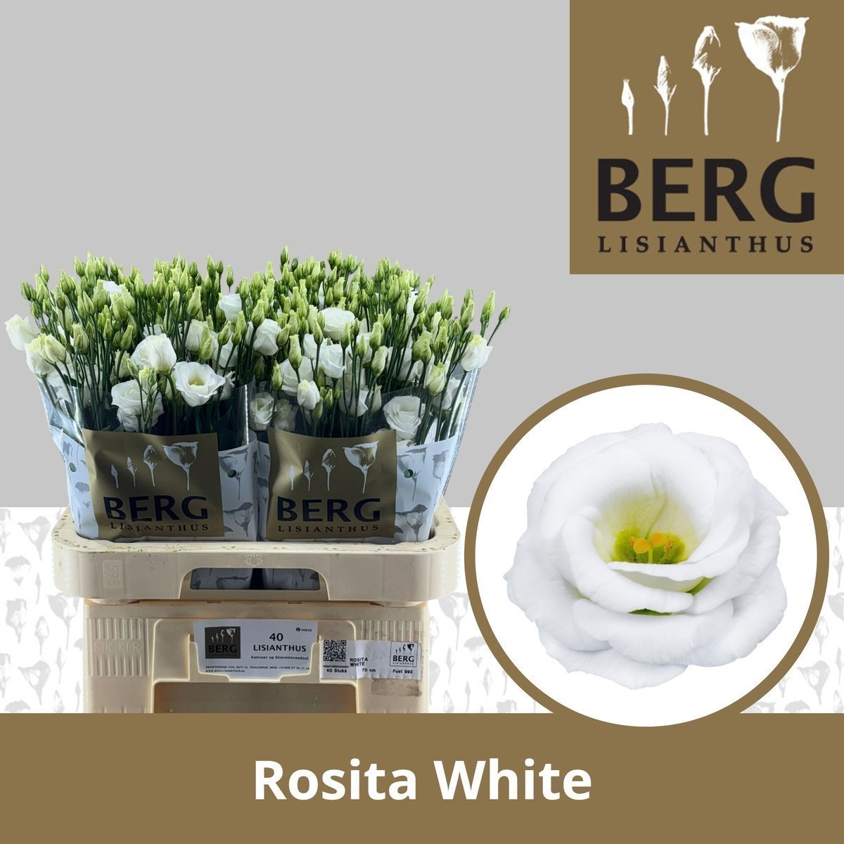 EE61F804323D69193D41473662D33C8230A39AECD6822F310AA5A22F6E56D547.jpg Lisianthus Do Rosita White - immagine 1