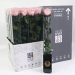 Preserved Rosa 50cm Stem Baby Pink