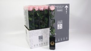 Preserved Rosa 50cm Stem Baby Pink