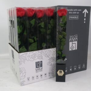 Preserved Rosa 50cm Stem Red Passion