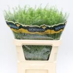 Thlaspi Green Bell
