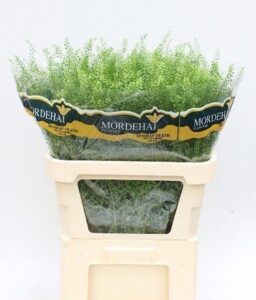 Thlaspi Green Bell