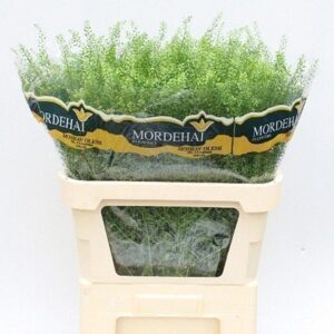Thlaspi Green Bell