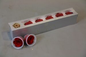 Preserved Rosa Vibrant Red