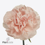 Dianthus St Noviado
